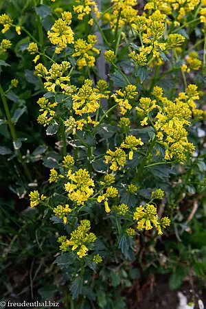 Gemeine Winterkresse (Barbarea vulgaris)