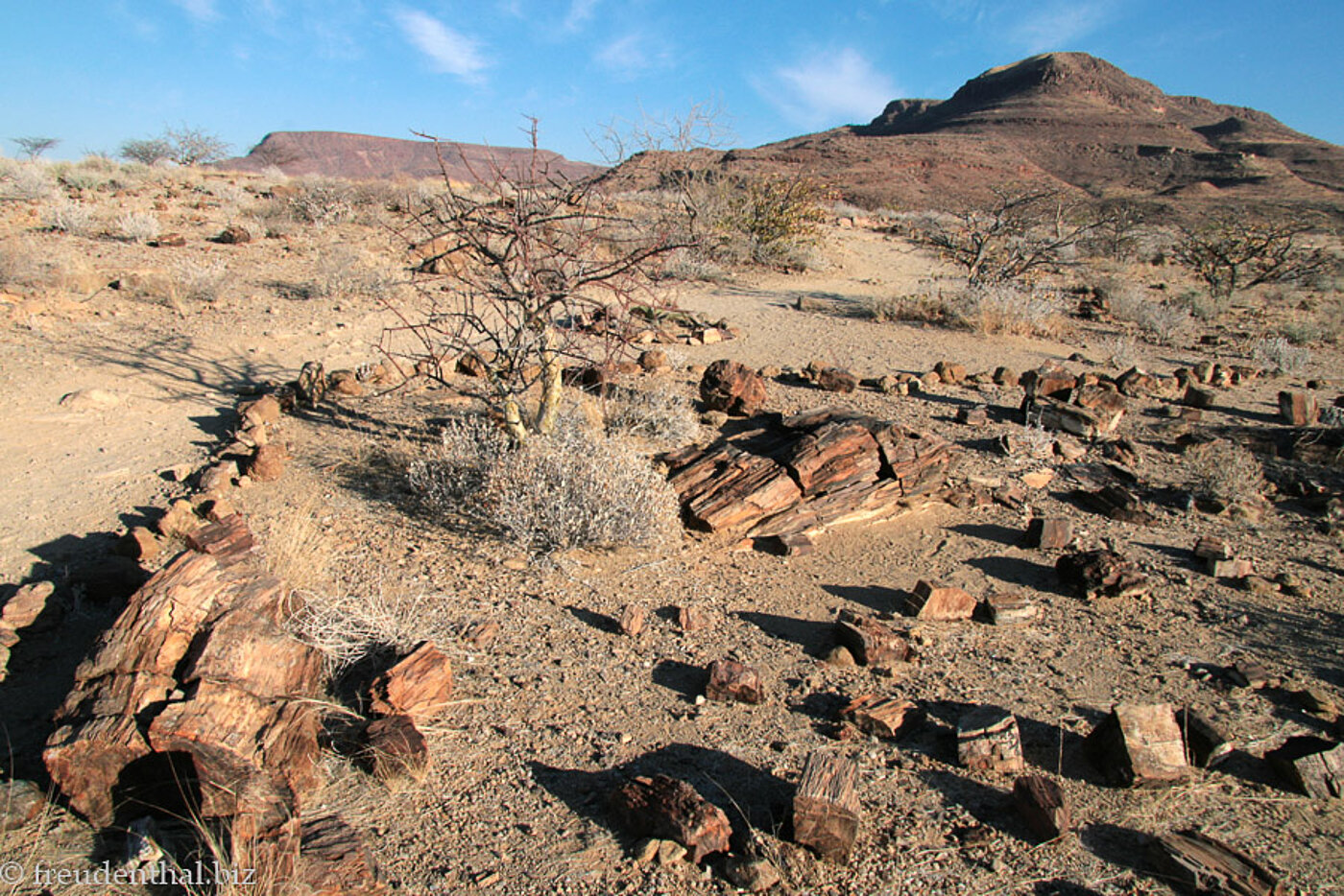 versteinerter Wald Namibia