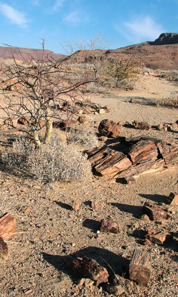 versteinerter Wald Namibia