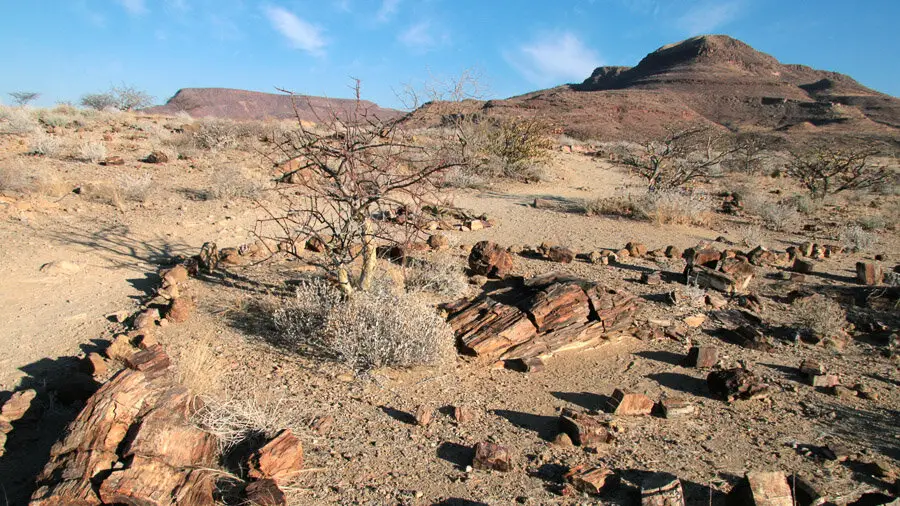 versteinerter Wald Namibia