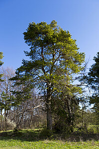 Felsenmeersteig auf den Böllat