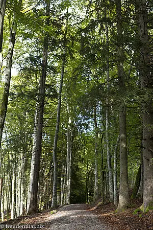 Wanderweg beim Christlessee