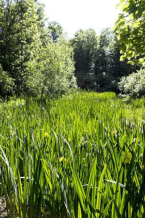 Weiher mit Sumpf-Schwertlilien