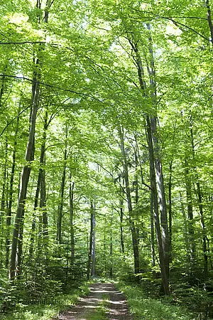 Waldweg am Floriansberg