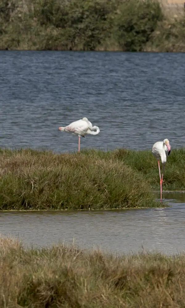 Flamingos bei Salalah