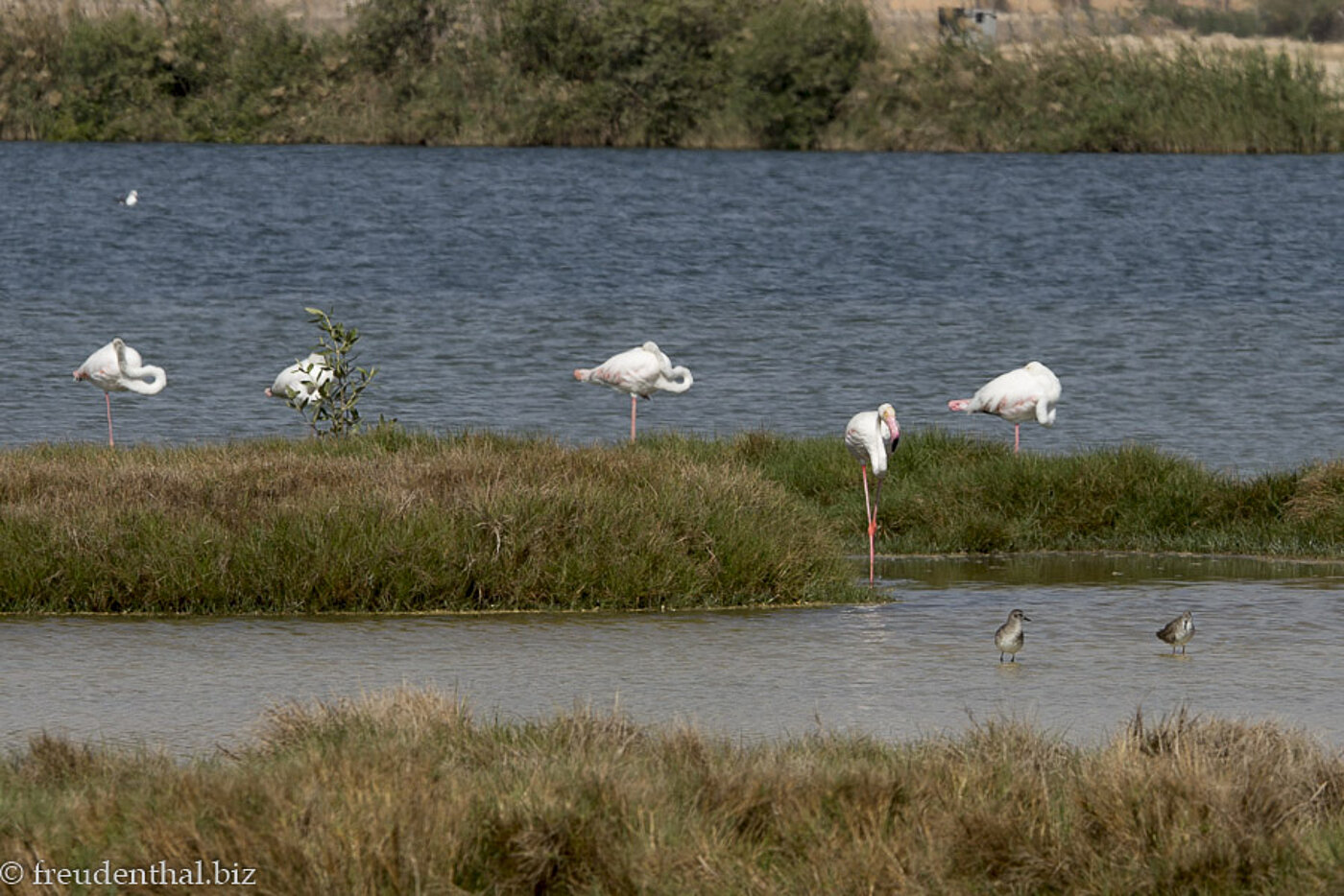 Flamingos bei Salalah