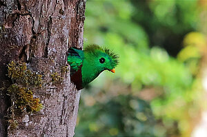 Quetzal-Aufnahme in Costa Rica