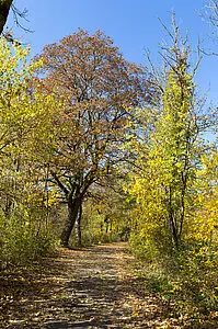 Wanderung im Donaufelsengarten