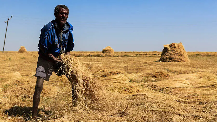 äthiopischer Bauer bei der Teff-Ernte