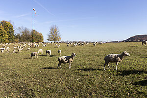 Schafe auf dem Kalten Feld