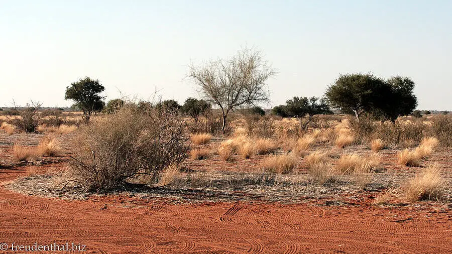 roter Sandboden in der Kalahari Halbwüste