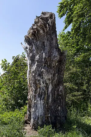 Rest der Stöcklesbuche