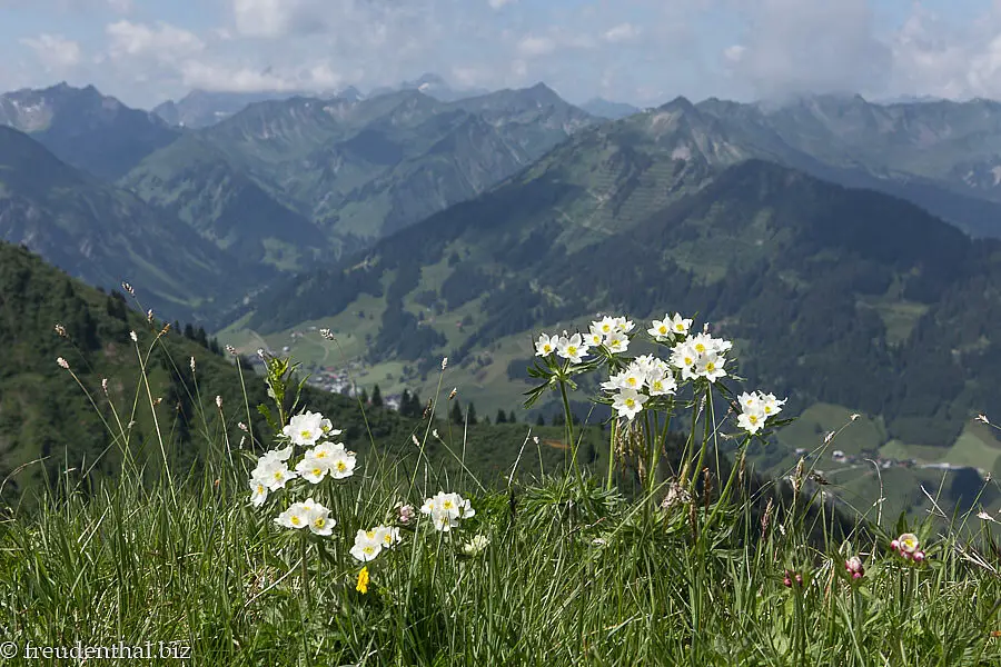 Blumenwiese mit Narzissenbluetigen Anemonen beim Fellhorn