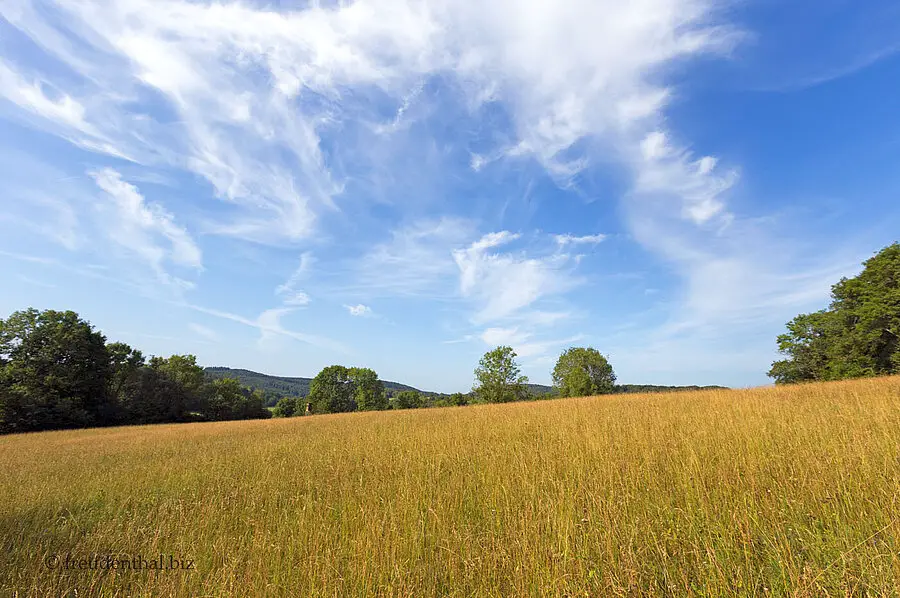 Weizenfeld auf dem Aufberg