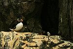 Pinguin im Oceanário de Lisboa