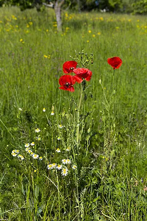 Klatschmohn bei Kohlberg