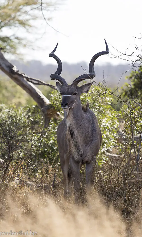 Kudu | Reisen nach Afrika