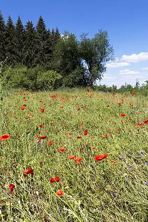 Bienenweide bei Beuron