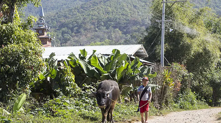 Wasserbüffel auf dem Weg zum See