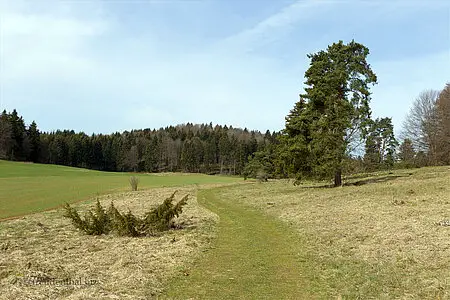 Wacholderheide Böllen - Wanderung auf dem Schlossfelsenpfad