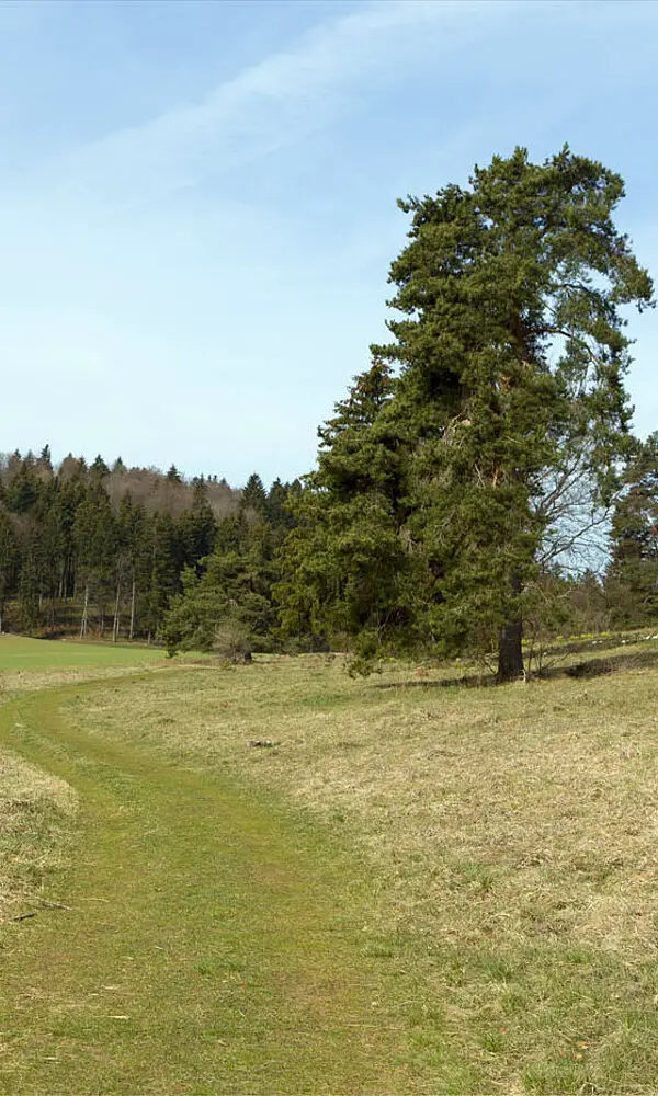 Wanderung auf dem Schlossfelsenpfad