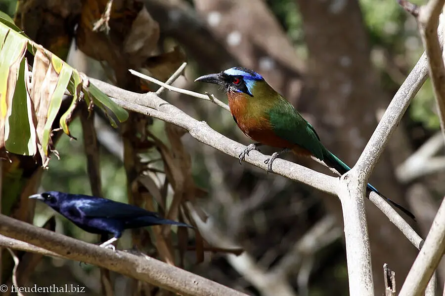 Mot Mot (oben) und Trauergrackel (Carib Grackle, Quiscalus lugubris)