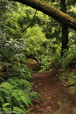 Wanderweg zwischen Furnas und dem See