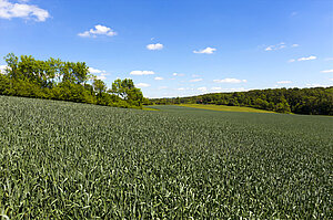 Weizenfelder im Großen Lautertal