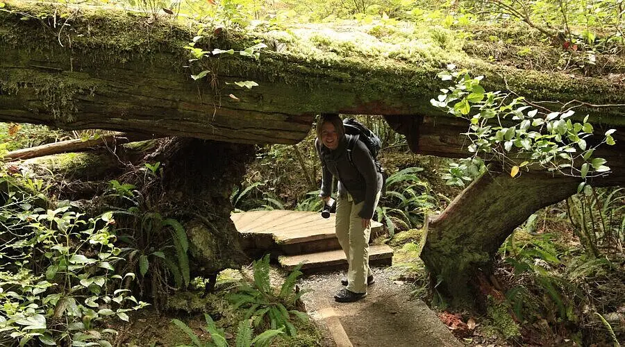 Bäume fallen auch in den Weg - Rain Forest Trail - Pacific Rim Nationalpark