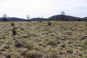 Wacholderheide am Schlossfelsenpfad