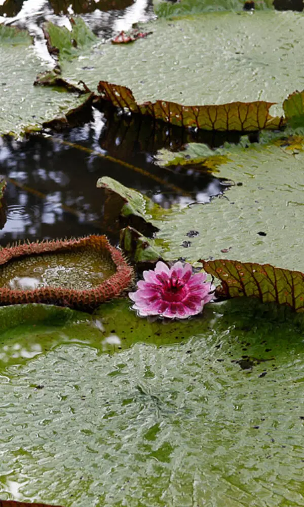 Wasserlilie Victoria Regia