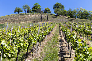 Weinberg am Eduard-Mörike-Weg