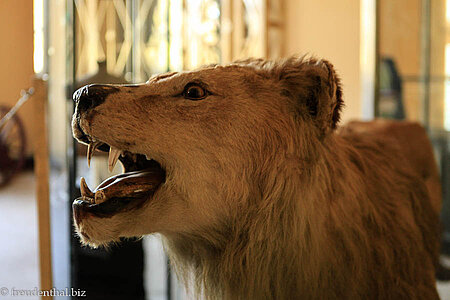 Miau - ausgestopfter Strubbellöwe im Äthnoligischen Museum von Addis Abeba