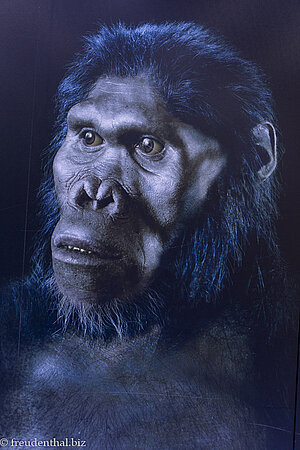 Australopithecus afarensis im Museum der Sterkfontein Caves 