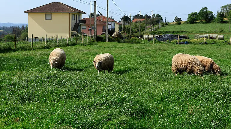 Schafe bei Boente