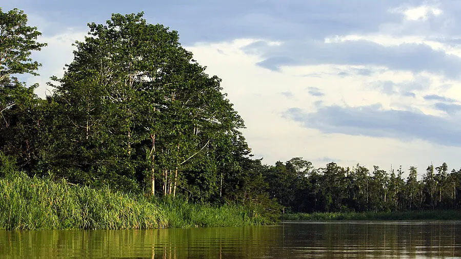 Kinabatangan River bei Sukau