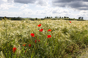 Mohn und Felder beim Feldherrenhügel