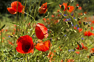 Klatschmohn als Bienenweide