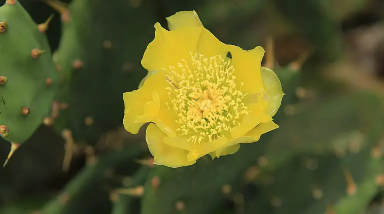 Blüte eines Feigenkaktus'