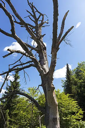 Abgestorbener Baum am Sternberg