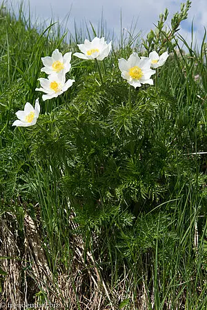 Narzissenblütige Anemone (Anemone narcissiflora)