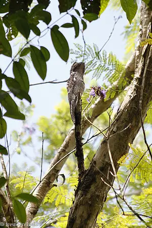 Prachtadler, Ornate Hawk Eagle (Spizaetus ornatus) auf Tobago