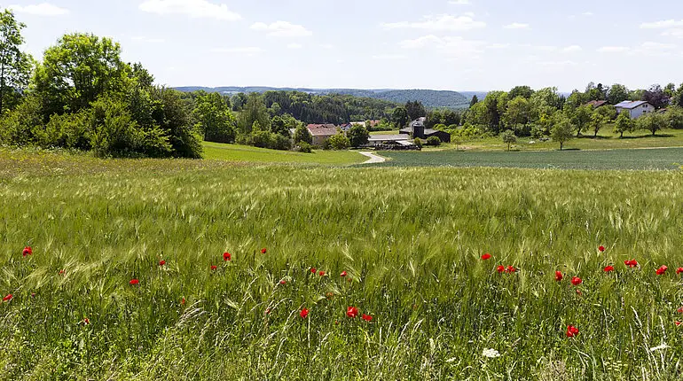 Wiesen bei Apfelstetten