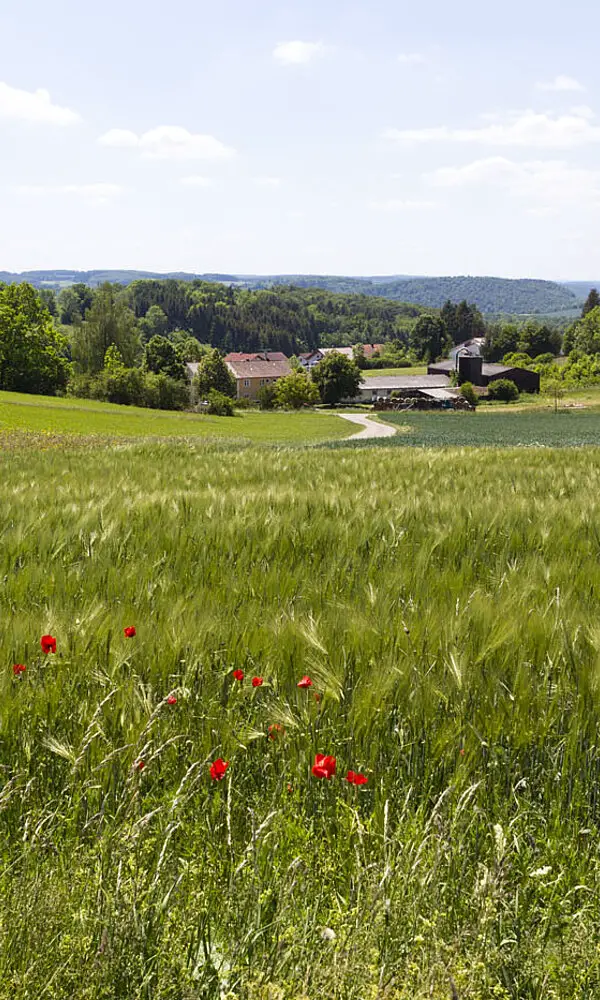 Wiesen um Vulkankrater Apfelstetten