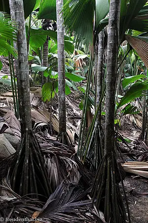 Lattenpalmen im Vallée de Mai