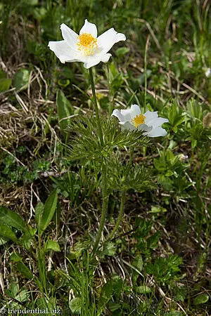 Küchenschelle am Berghang zwischen Fellhorn und Schlappold