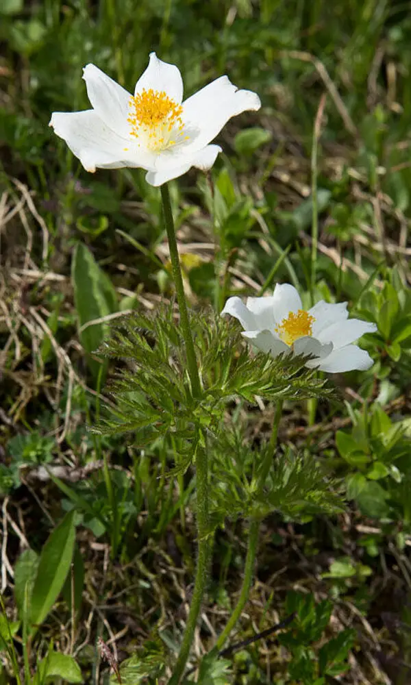 Küchenschelle | Wanderkarte Allgäu