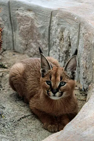 zickische Karakal (Caracal caracal) bei der Hammerstein Lodge