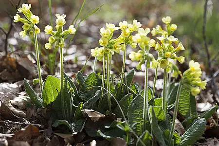 Echte Schlüsselblume