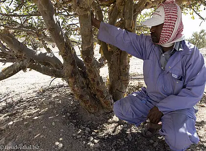 Weihrauchbäume im Wadi Dawkah